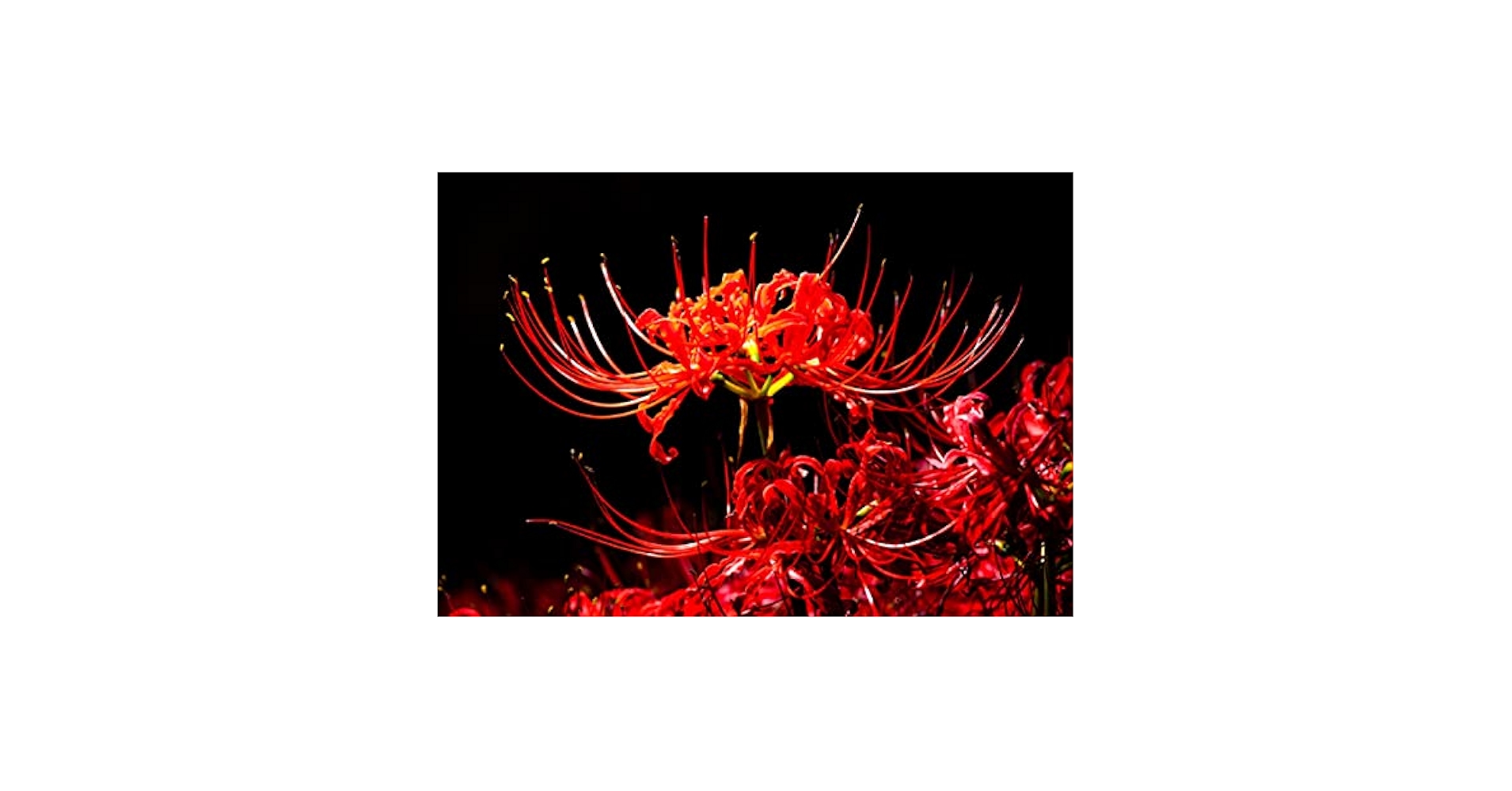 Amazon.com : 6 Heirloom Red Spider Lily (Lycoris Radiata