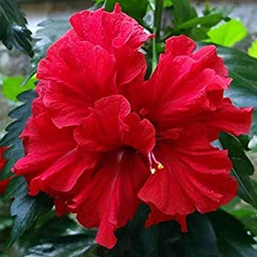 See full amazon price history chart for Baby Plants - Live Hibiscus Plant Red Color Flower with Plastic Pot and Fertelizer Baby Plants - Live Hibiscus Plant Red Color Flower with Plastic Pot and Fertelizer (B09C4VKDCB) Amazon Price History, Amazon Price Tracker