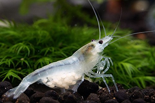 White Pearl Garnele (DNZ), 10 Stück