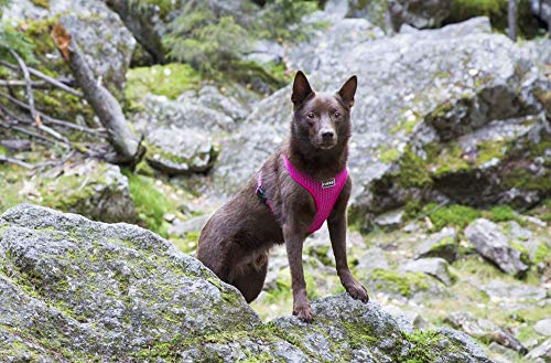 Rukka Pets Mini-Geschirr, Gr. XL, Hot Pink
