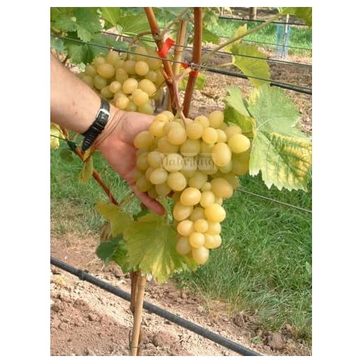 naturling Weintraube - kernarme helle Tafeltraube Arkadia mit sehr großen Trauben & süß feinfruchtigem Aroma - einjährig veredelt