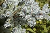 Picea pungens 'Blue Mountain' 150–175 cm – Winterhart, Immergrün, Pflegeleicht – Blau-Fichte – Solitärpflanze für Garten & Vorgarten