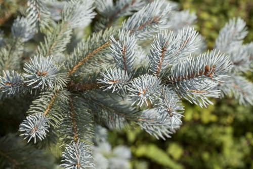 Picea pungens 'Blue Mountain' 150–175 cm – Winterhart, Immergrün, Pflegeleicht – Blau-Fichte – Solitärpflanze für Garten & Vorgarten