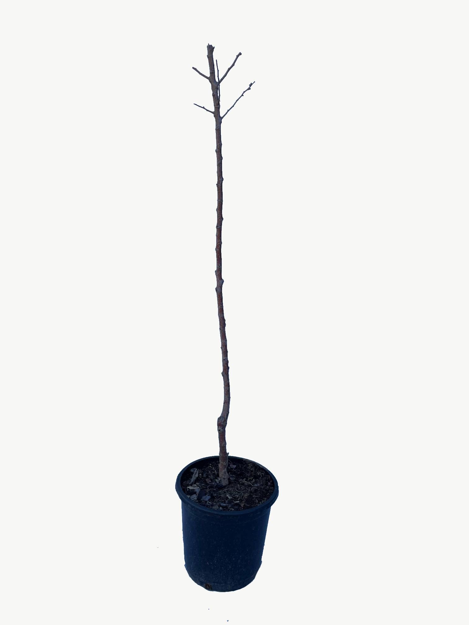 Albaricoquero - Maceta 26cm. - Altura aprox. 1'20m. - Albaricoque - Planta viva - (Envíos sólo a Península)