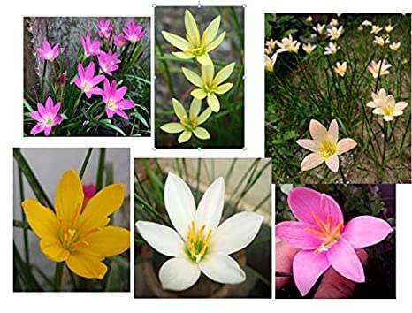 Zabbus Rain Lily Flower Bulbs for All Season 5 bulbs multicolour (B0BGC7BR1X) Amazon Price History, Amazon Price Tracker