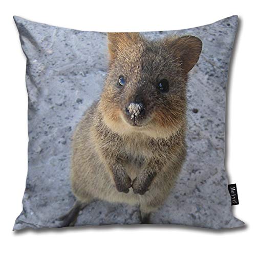 schleich quokka