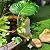 OwMell Frog Statue for Garden, Green Frog Figurine for Outdoor Decor Yard and Garden Decoration Resin Sculpture - Umbrella