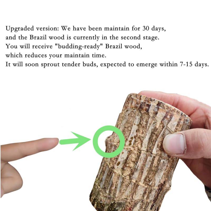 Brazilian Wood Plant,Mini Brazil Lucky Wood,Lucky Tree,with Ceramic Tray Brazilian Tree Perfect for Home,Office Desktop Decoration (Single)