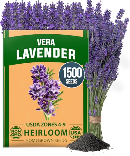 HOME GROWN Non-GMO 'Vera' English Lavender Seeds 1,500+ | True Original Heirloom | Superior Fragrance, Extreme Cold Hardy | Quality Tested for High Germination Indoor/Outdoor (Lavandula angustifolia)