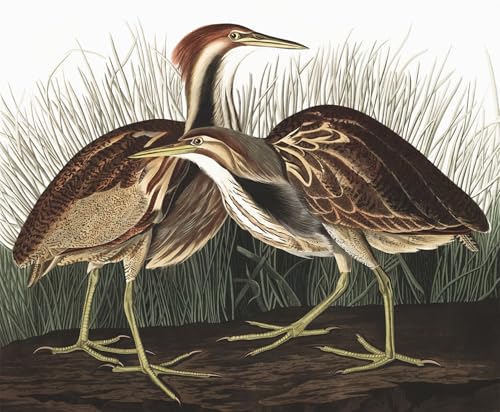 Toile art mural classique John Audubon oiseau butor 60x90cm de decoration de chambre
