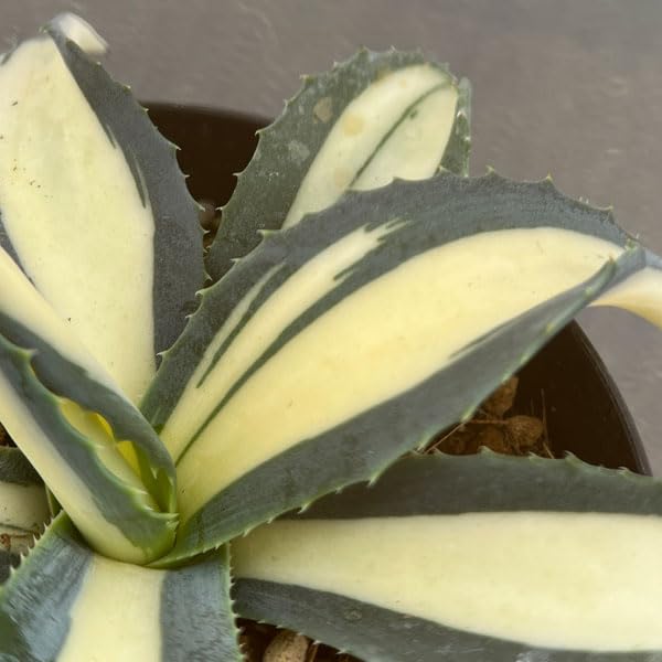 大株！アガベ　アメリカーナ　オーレア 大株！アガベ アメリカーナ オーレア