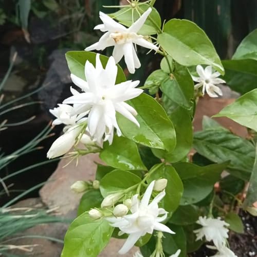 Image of Live Mogra Plant Rare Arabian Jasmine | Multi Petals Mogra Flowering Plant with Pot | Indoor Outdoor Fragrant White Flower Plant for Home Garden Balcony