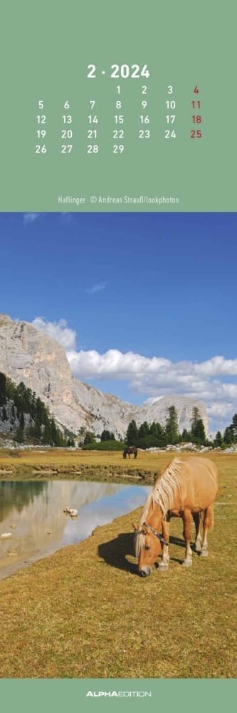 Horses 2024 Bookmark Calendar 5.5 x 16.5 cm Horses Animal Calendar Reading Aid Alpha Edition