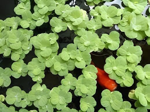 Mixed Water Plants – Live Floating Aquatic Plants for Aquarium, Pond & Fish Tank | Includes Water Lettuce, Duckweed & Water Moss | 50gm Natural Filtration & Oxygen Boost 3