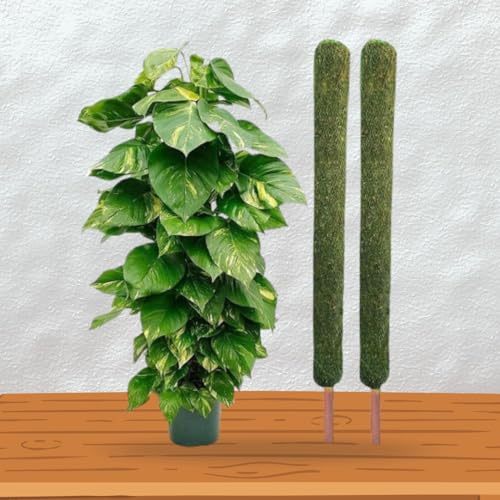 Image of IQNEX Plant Support Moss Stick- Green Grass Pole for Plants Support, Support Stick for Money Plant, Climbing Indoor Plants (Set-2, 5ft)