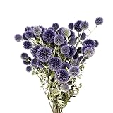 100% in Deutschland angebaut HERBINOS Distel natürlich getrocknet 1 Bund  12 Stück - Kugeldistel blau Trockenblume - 50cm lang für vielseitige Dekorationen - 8 Stück in einem Trockenblumenstrauß