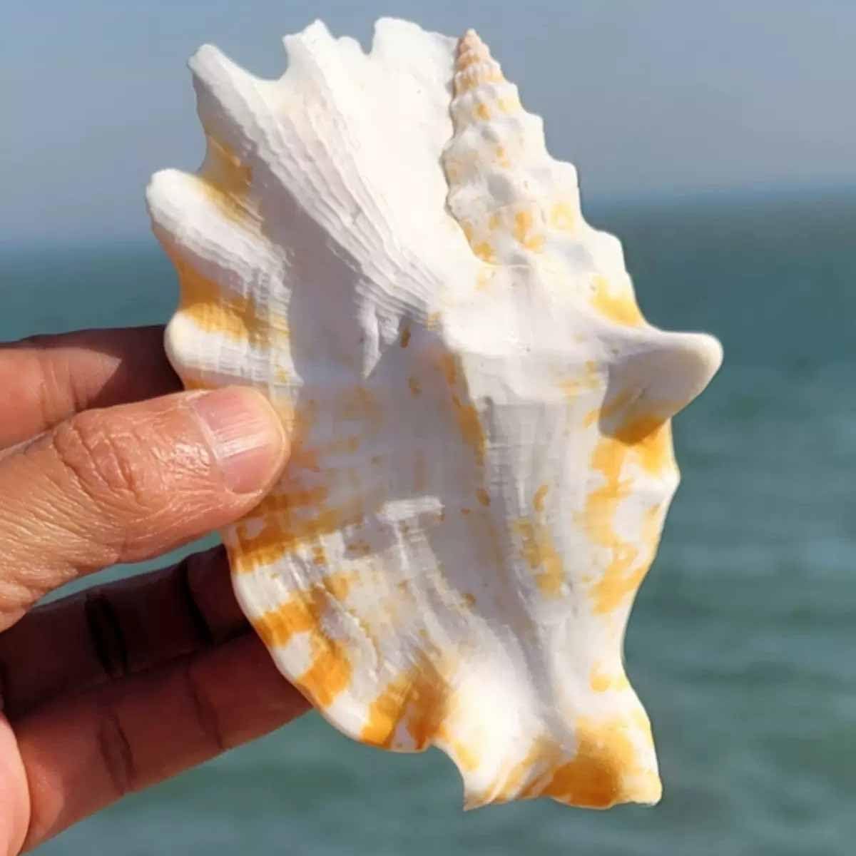 Amazon.co.jp: 貝殻 天然大巻貝 紫口ツバメ貝 5~11cm,5~7cm : ホーム