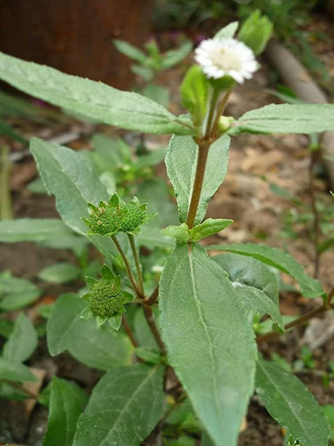 INGLIS PLANTOPIA Live Bhringraj Plant medicine use (False daisy) with Black pot (B0CMHM6Q5Z) Amazon Price History, Amazon Price Tracker