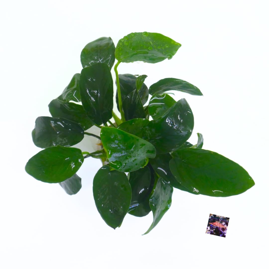 Amazon | アヌビアスナナ3株（+1株保証分）計4株12葉程度 水上葉 輸入