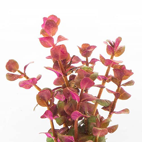 Substratesource Live Aquarium Red Stem Plants - Freshwater Aquatic Plant For Fish Tanks, Aquascaping - (Rotala Macrandra Mini Pink, 1 Bunch) #TOP3
