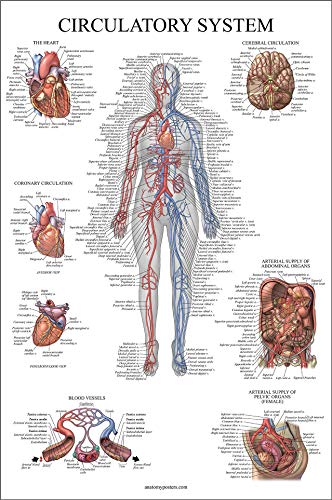 Image of Palace Learning Circulatory System Anatomical Chart - Vascular Anatomy Poster - (18 inch x 24 inch)