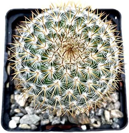 FATPLANTS Cactus Plants in Gift Box | Rooted in 4 inch Planter Pots with Soil | Living Indoor or Outdoor Cacti Succulent Plants (Mammillaria yucatanensis)