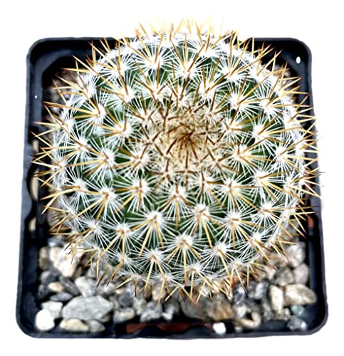Fatplants Cactus Plants In Gift Box | Rooted In 4 Inch Planter Pots With Soil | Living Indoor Or Outdoor Cacti Succulent Plants (Mammillaria Yucatanensis) #TOP3