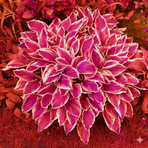 Image of Hosta Seeds For Planting (200 SEEDS) Low Maintenance - Grow Indoor /Outdoor Both - Grow Year Round (ALL MIX)