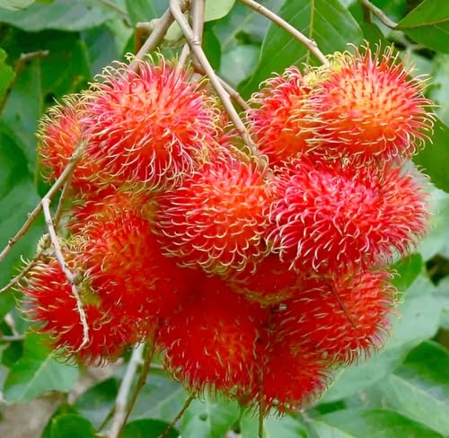 Image of Rambutan Fruit Plant Pack of 1 | Exotic Tropical Live Plant for Home Garden | High-Yield Sweet Fruit Tree for Balcony, Terrace, Outdoor Farming, Organic Gardening