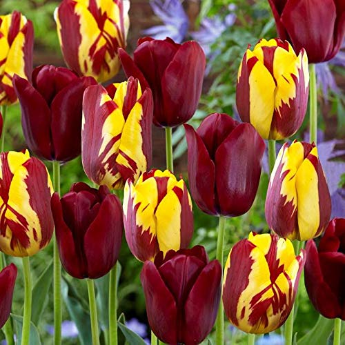 IMP. Tulip Charming Flower Bulbs Winter Flower Home Pot/Land Gardening Bulbs planting Blooming (Pack of 1 Perfect Match Mix Tulip)