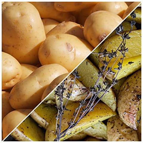 50 King Edward Seed Potato Cover
