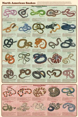 Laminated North American Snakes Educational Chart Print Poster 24x36