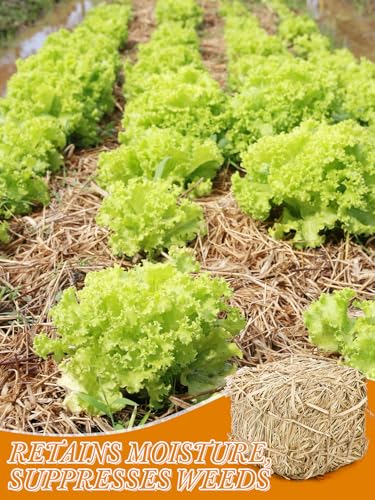 Natural Straw Bale for Cat Shelter – 8"x8"x8" (1.6 LB) Soft & Dry Straw Bedding for Cats, Feral Cats & Small Animals | Decorative Hay Bale for Outdoor Use, Farm Décor, Mulch & Pet Bedding - Image 6