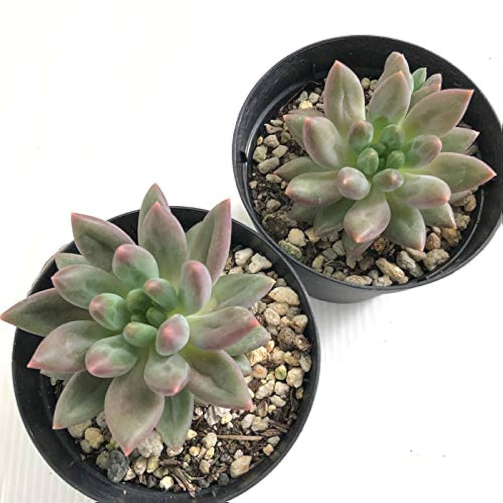 Amazon｜多肉植物 skパキベリア エンジェルスフィンガーレッド