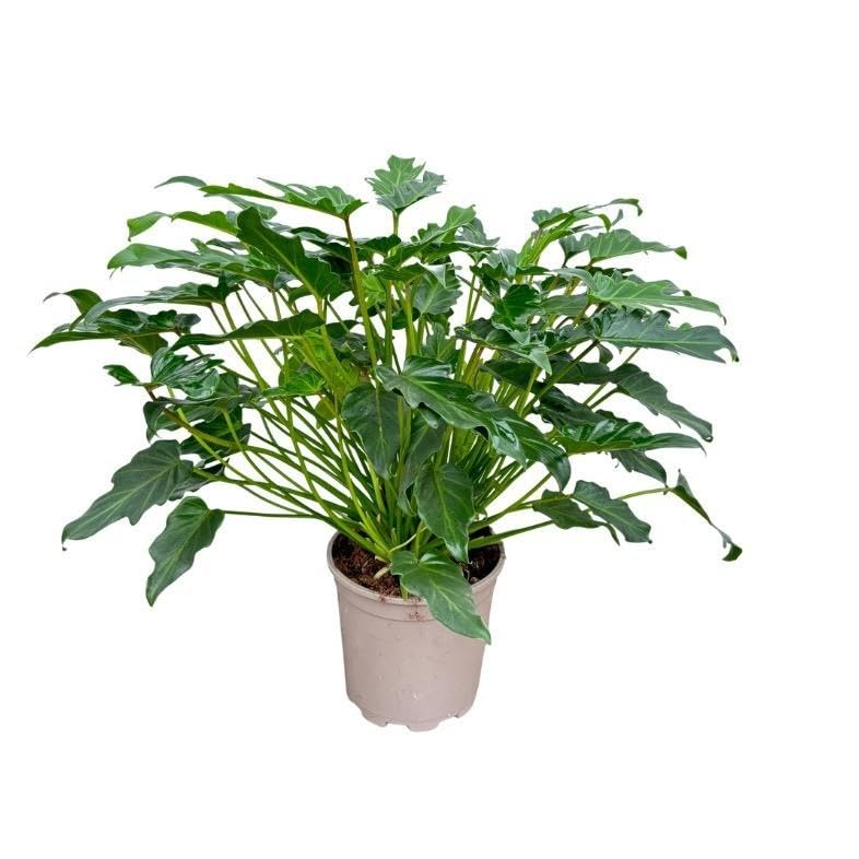 Philodendron Xanadu – 60 cm – Pianta da interno compatta con fogliame piumato – Verde tropicale per spazi residenziali e uffici – Facile da pulire e decorativo