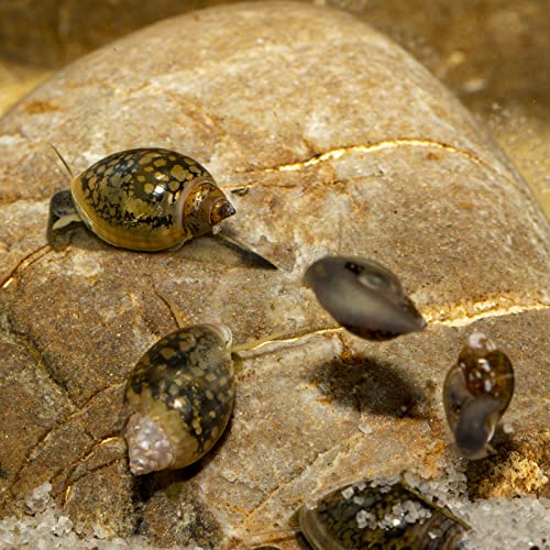 Blasenschnecke Teich Die 16 besten Produkte im Vergleich