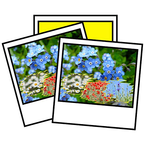 4 Packs Wild Flower Meadow Seeds Cornflower, Poppy, Ox-Eye Daisy Forget me not Flowers