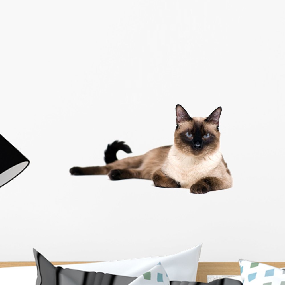 Amazon.com: Wallmonkeys Siamese Cat Wall Decal Peel and Stick