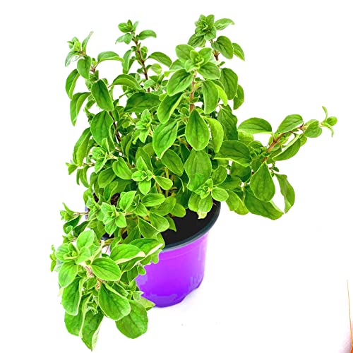 Majoran Origanum majorana Kräuter Pflanze 1stk Cover
