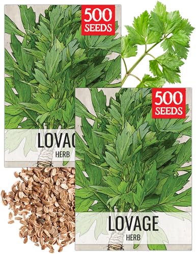 Seed Needs Lovage Seeds to Plant Heirloom Non-GMO Culinary Herbs 2 Packs