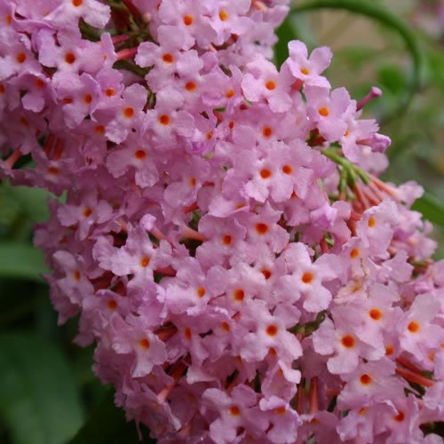 Buddleia Pink Delight Butterfly Bush Outdoor Flowering Garden Shrub Plant in Pot (9cm Pot, 20-30cm)