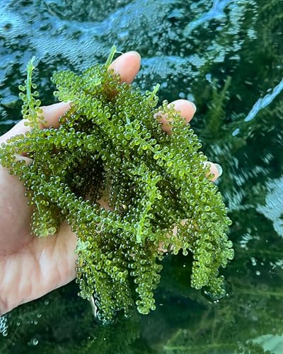 CAVUMI Sea Grapes 25gr / Meerestrauben als Algen Snack/Getrocknete Seealgen/Umibudo als knackiger Grüner Kaviar (25g_1er Pack)