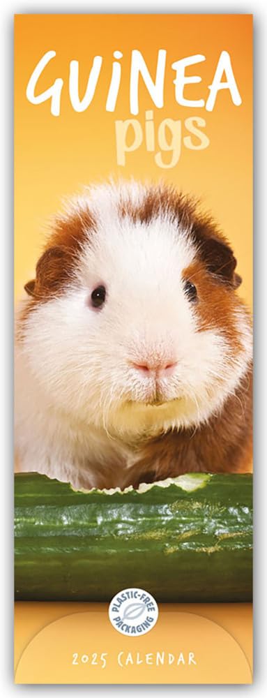 Guniea Pigs - Meerschweinchen 2025 - Slimline-Kalender: Original Carousel Calendar [Mehrsprachig] [Kalender]