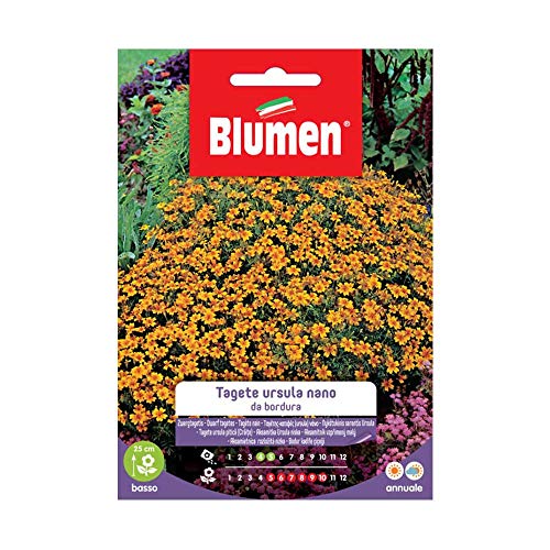 SEMI TAGETE URSULA NANO DA BORDURA BLUMENA SEMENTI FIORI