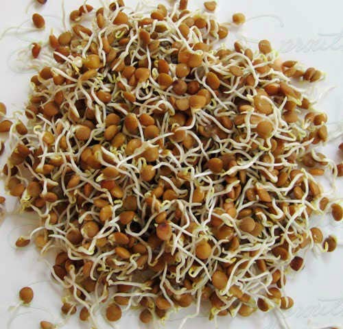 GETSO Seeds Package Not Plants: 40Gm : Organic Sprouting Seeds Red Lentil 40/200 & 400Gm