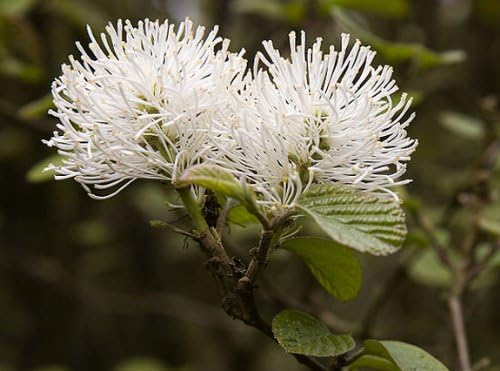 Fothergilla Major 'Mount Airy' Deciduous Shrub Plant, 3 Gallon, Full 24 Inch, White Bottlebrush Fragrant Flowers, Multicolored Fall Foliage