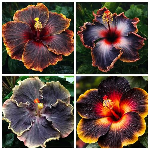 30+ Perennial Black Hibiscus Flower Seed to Plant Outdoor-Tropical Exotic Plant Garden Seeds Non-GMO Heirloom