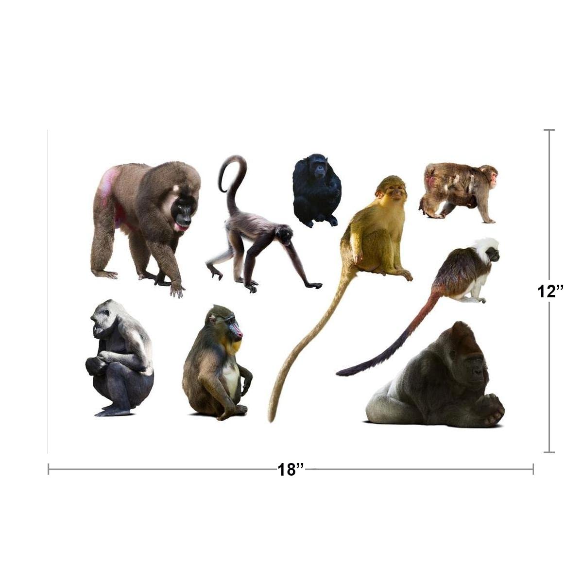 Amazon.com: Collection Monkey Species Gorilla Chimpanzees Apes