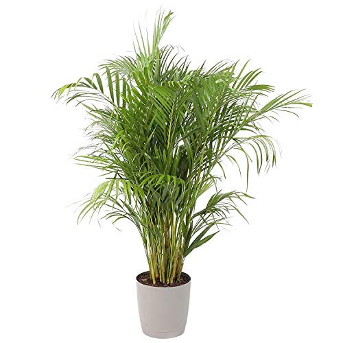 Image of Areca Palm Indoor & Outdoor Seeds Pack of 45 Seeds