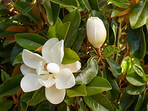 See full amazon price history chart for ||> Magnolia Flower Plant // WITH POTS Mondal Plant Enterprise .. ||> Magnolia Flower Plant // WITH POTS Mondal Plant Enterprise .. (B0BN8X67GV) Amazon Price History, Amazon Price Tracker